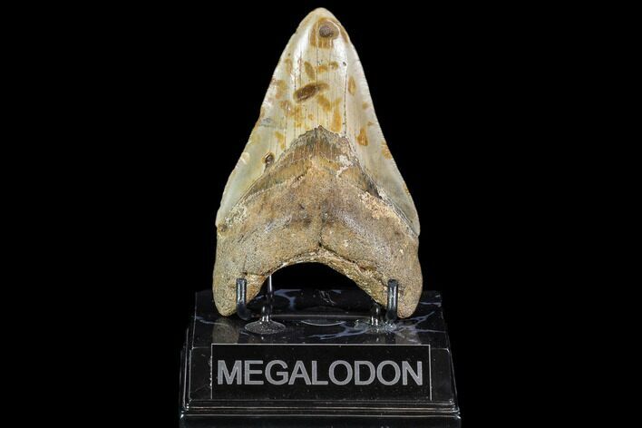 Fossil Megalodon Tooth - North Carolina #108885